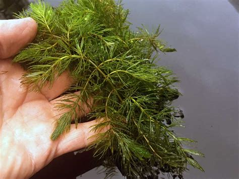 freshwater aquatic plants identification.